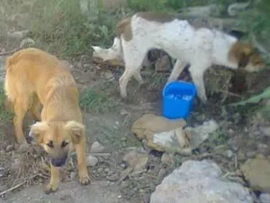 Cachorro raça SRD idade 2 a 6 meses nome Anita e Mel