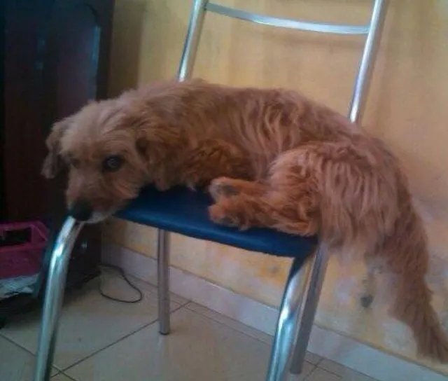 Cachorro ra a Vira lata idade 3 anos nome Jasper