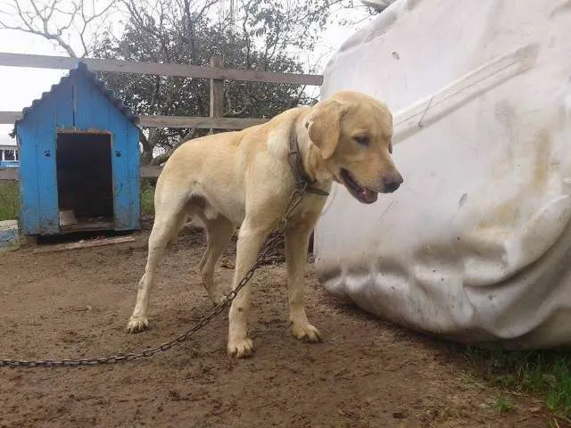 Cachorro ra a Labrador idade 7 a 11 meses nome Amarelo