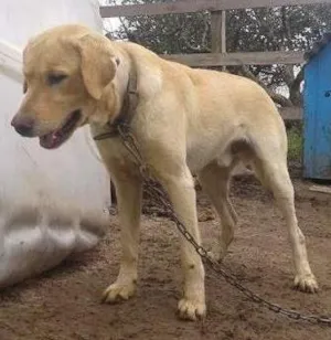 Cachorro raça Labrador idade 7 a 11 meses nome Amarelo