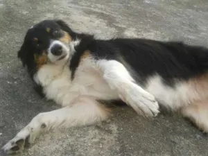 Cachorro raça Bodder Collie misturada idade 6 ou mais anos nome Nega