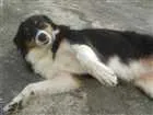 Cachorro raça Bodder Collie misturada idade 6 ou mais anos nome Nega