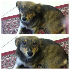 Cachorro raça vira lata idade 7 a 11 meses nome menina