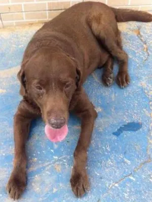 Cachorro raça Labrador idade 5 anos nome Gordo