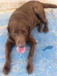 Gordo