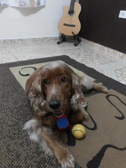 Cachorro ra a Cocker idade 2 a 6 meses nome JHOBY