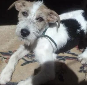 Cachorro raça vira lata idade 7 a 11 meses nome marley / kaiana