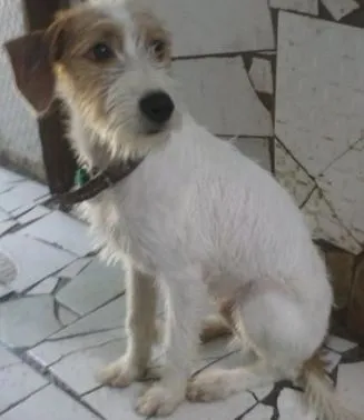 Cachorro raça vira lata idade 7 a 11 meses nome marley / kaiana