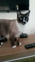 Bigode