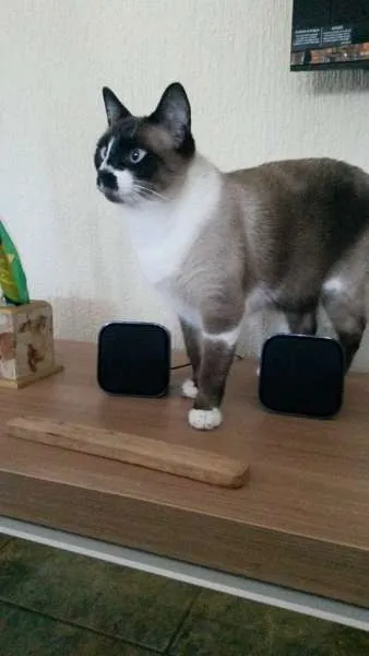 Gato ra a SRD idade 1 ano nome Bigode