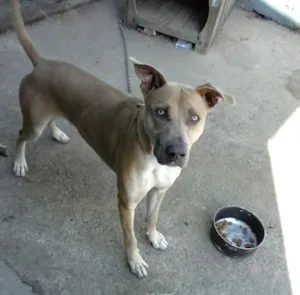 Cachorro raça SRD idade 7 a 11 meses nome Max