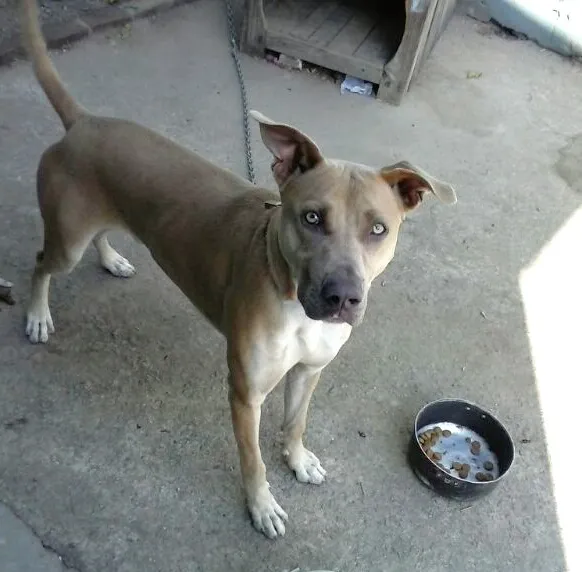Cachorro ra a SRD idade 7 a 11 meses nome Max