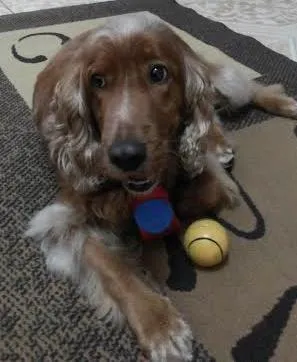 Cachorro ra a Cocker idade 2 a 6 meses nome JHOBY