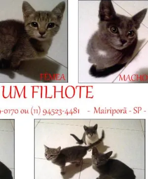 Gato raça SRD idade 2 a 6 meses nome oncibha, sapeca e f