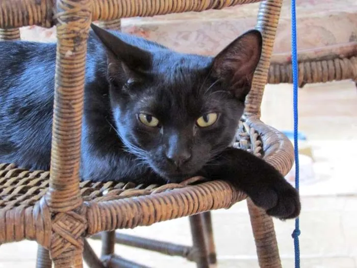 Gato ra a indefinida idade 7 a 11 meses nome  Mussum