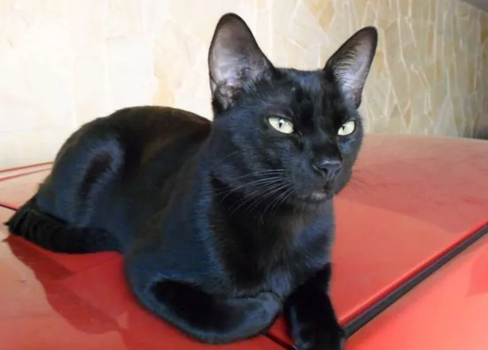 Gato ra a indefinida idade 7 a 11 meses nome  Mussum