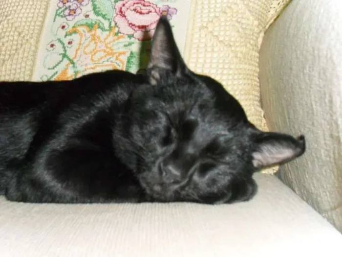 Gato ra a indefinida idade 7 a 11 meses nome  Mussum