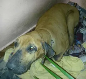 Cachorro raça Fila idade 1 ano nome lili