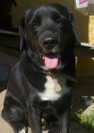 Cachorro ra a Mestiço labrador idade 5 anos nome Juca