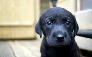 Cachorro ra a SRD idade 2 a 6 meses nome scoob