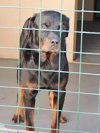 Cachorro ra a Rottweiler idade 2 a 6 meses nome Sem Nome