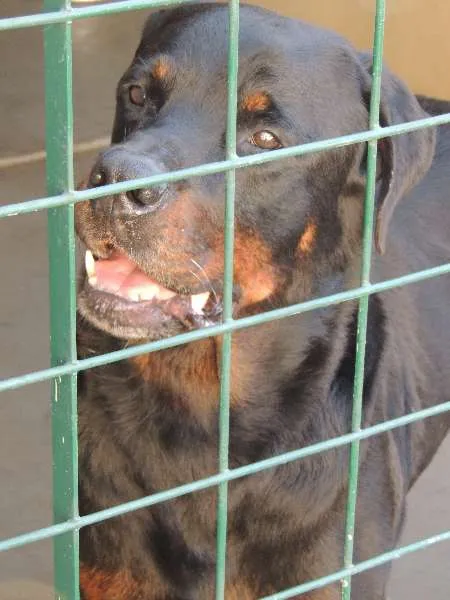 Cachorro ra a Rottweiler idade 2 a 6 meses nome Sem Nome