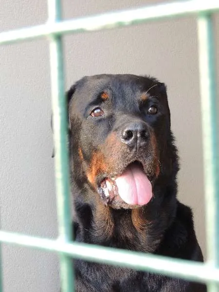 Cachorro ra a Rottweiler idade 2 a 6 meses nome Sem Nome