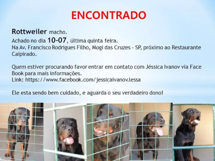 Cachorro ra a Rottweiler idade 2 a 6 meses nome Sem Nome