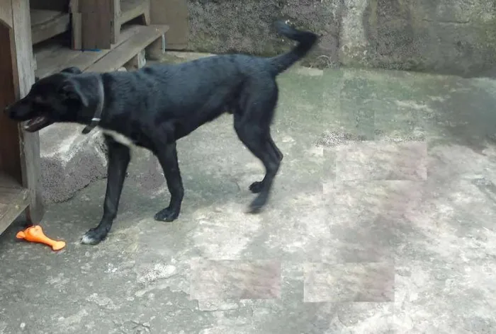 Cachorro ra a SRD idade 2 a 6 meses nome King