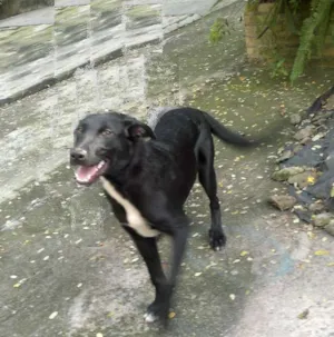 Cachorro raça SRD idade 2 a 6 meses nome King