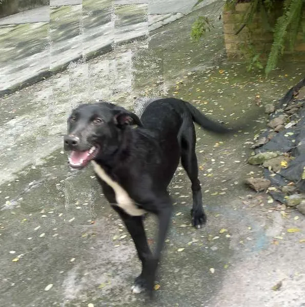 Cachorro ra a SRD idade 2 a 6 meses nome King