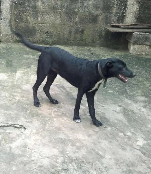 Cachorro ra a SRD idade 2 a 6 meses nome King