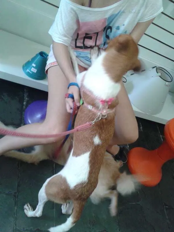 Cachorro raça SRD idade 2 anos nome Esperança