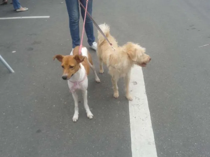 Cachorro raça SRD idade 2 anos nome Esperança