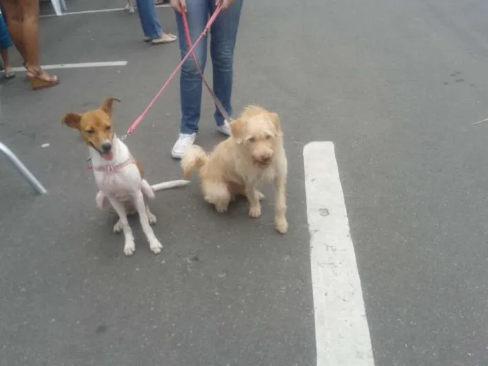 Cachorro raça SRD idade 2 anos nome Esperança