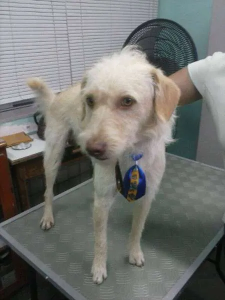Cachorro raça SRD idade 2 anos nome Alemão