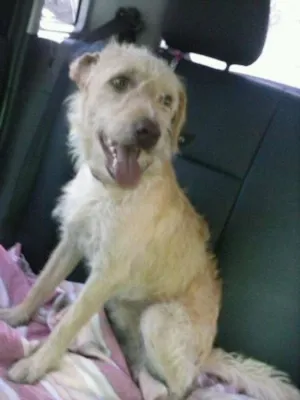 Cachorro raça SRD idade 2 anos nome Alemão