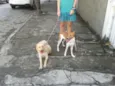 Alemão