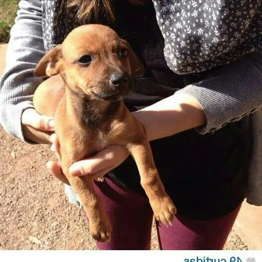 Cachorro ra a SRD idade 2 a 6 meses nome sem nome