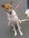Esperança