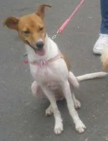 Cachorro raça SRD idade 2 anos nome Esperança
