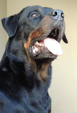 Cachorro raça Rottweiler idade 2 a 6 meses nome Sem Nome