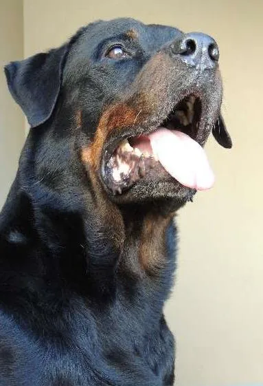 Cachorro ra a Rottweiler idade 2 a 6 meses nome Sem Nome