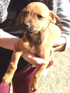 Cachorro raça SRD idade 2 a 6 meses nome sem nome
