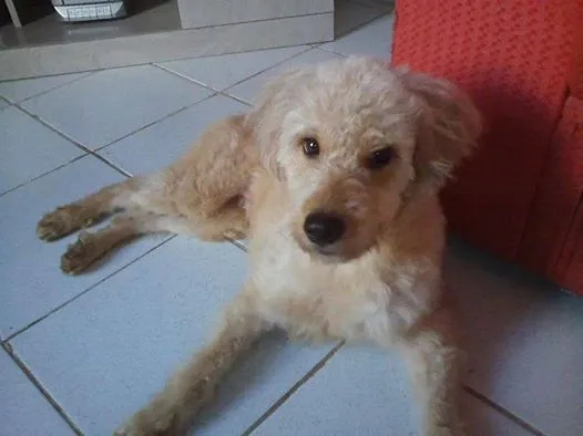 Cachorro ra a SRD idade 1 ano nome Sara