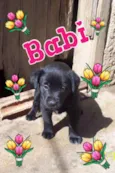 BABI