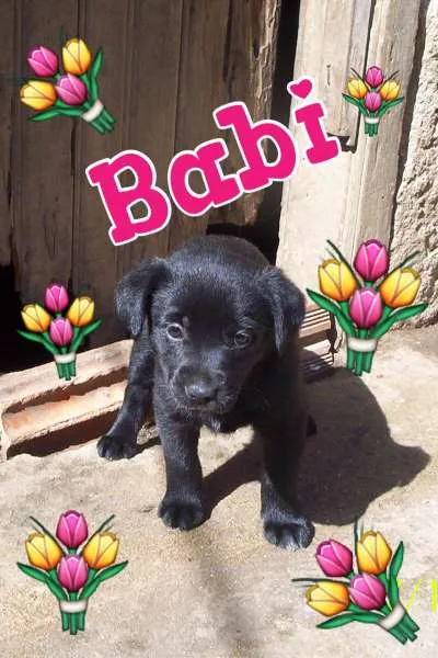 Cachorro ra a SRD idade Abaixo de 2 meses nome BABI