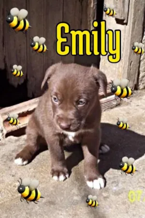 Cachorro raça SRD idade Abaixo de 2 meses nome EMILY