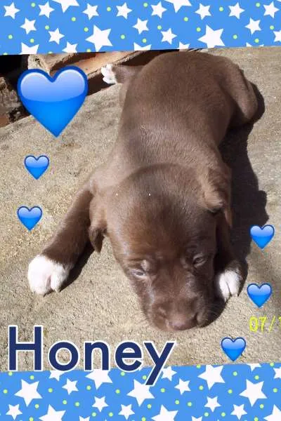 Cachorro ra a  SRD idade Abaixo de 2 meses nome HONEY
