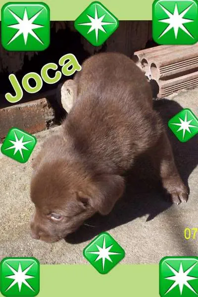 Cachorro ra a SRD idade Abaixo de 2 meses nome JOCA